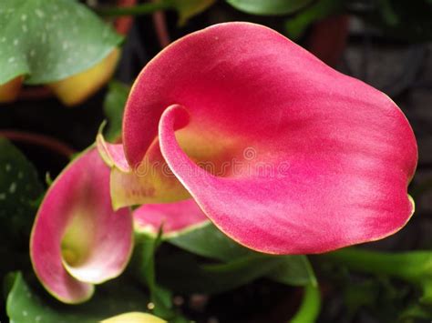 Closeup Shot Of A Beautiful Pink Calla Lily Flower Stock Photo Image
