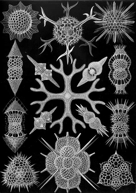 100 Beautiful Illustrations Of Biologist Ernst Haeckel