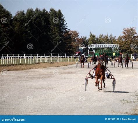Horses Trotter Breed In Motion Harness Racing Editorial Photo Image