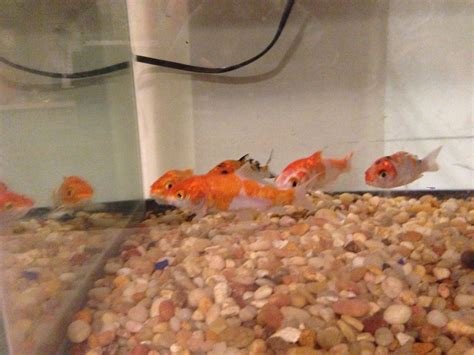My Nutrients These Are The Koi Fish I Purchased 40 Petsmart I