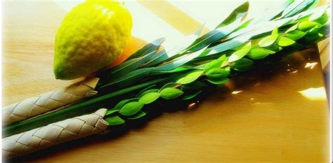Lulav And Etrog Sets Chabad Of Midtown