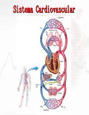 Sistema-Cardiovascular-Diapositivas.pdf - Sistema Cardiovascular 1 2 Introducci\u00f3n Todas las ...