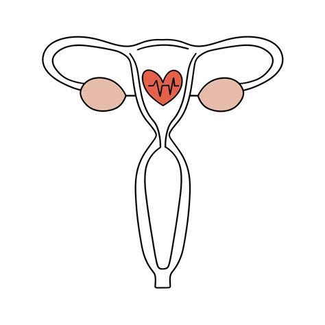 Healthy Female Reproductive System The Uterus During Fertilization Ovulation Vector