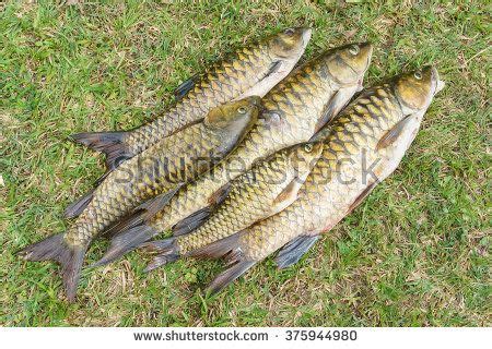 Making phone calls to someone abroad can be complicated. Malaysian fresh water fish called Malaysian Mahseer or ...
