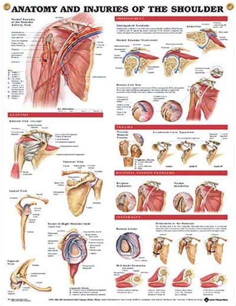 The clavicle (collarbone), the scapula (shoulder blade), and the humerus (upper arm bone) as well as associated muscles, ligaments and tendons. Anatomy and Injuries of the Shoulder anatomy poster ...