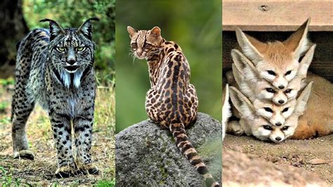 15 Beautiful Rare Animals You Wont Believe Actually Exist