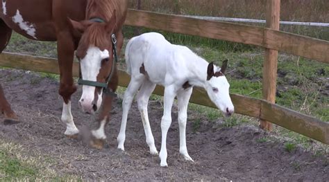 Horse Gives Birth To Extremely Rare Foal Take A Closer Look At The