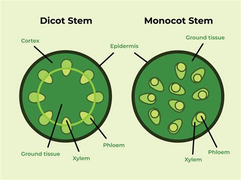 Monocot Stem Labelled Diagram