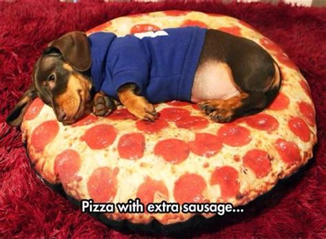 12 Majestic Dachshunds Who Totally Redefine Perfection Funny