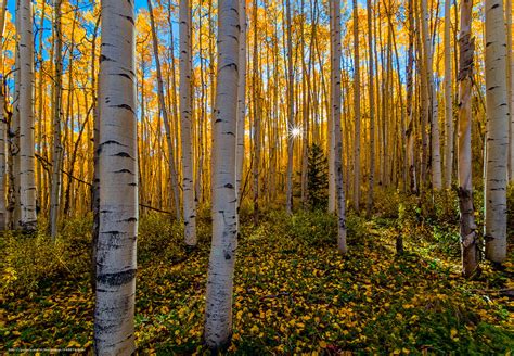 Download Wallpaper Autumn Fall Color Forest Colorados