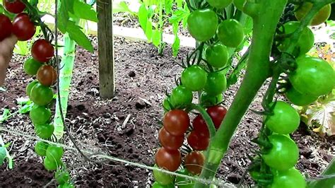 Tomato Pruning For Massive Healthy Harvest The Right Way Pruning