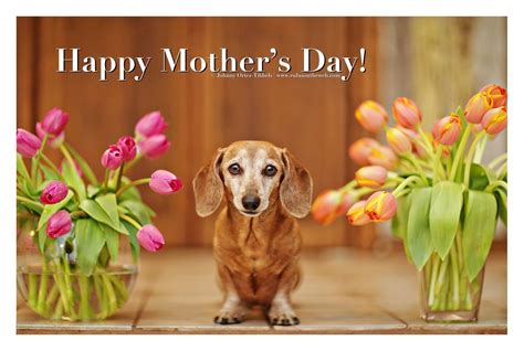 Mothers Day Doxie Dogs Dachshunds Cartoon Memes Cartoons Funny Dog