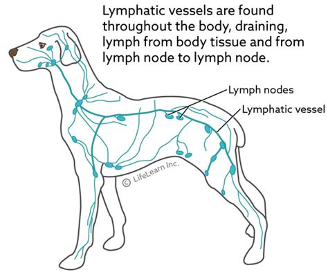 Lymphatic Disease In Dogs Captions Trend Today