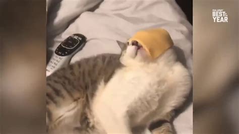 Cat Cheese Looool Youtube