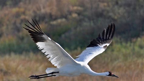 500 Endangered Whooping Cranes Have Begun Arriving In South Texas