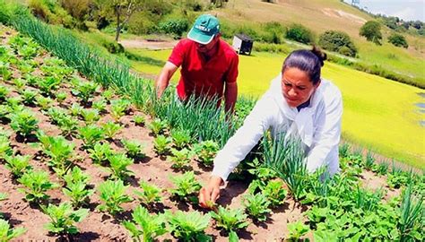 Agricultura Sostenible Definición Beneficios Importancia Objetivos