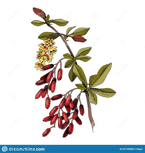 Hand Drawn Barberry With Berries And Blossoms Vector Illustration
