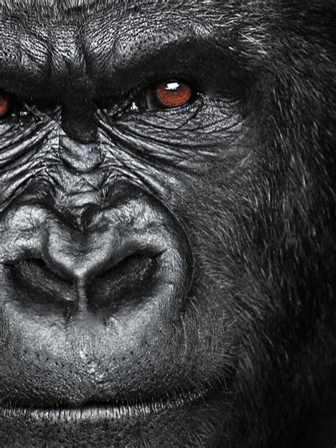 Free Download Gorilla Hd Wallpapers Hd Wallpapers Pulse 1920x1200 For