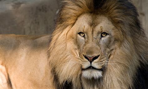 The Ultimate Collection Of Lion Images 999 Breathtaking Photos In Full 4k