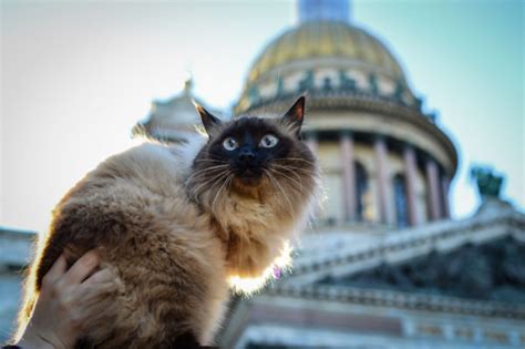 The 5 Best Cities In The World For Cat Lovers Matador