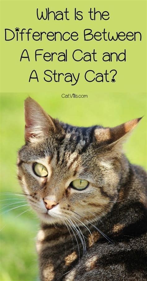 What Is The Difference Between A Feral Cat And A Stray Cat
