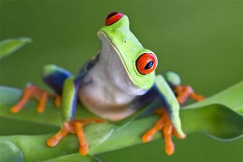 These 5 Types Of Tree Frogs Make For Excellent Pets Pet Ponder