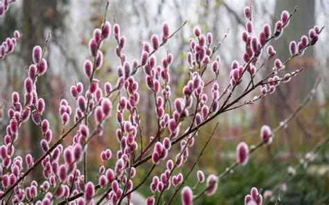 Buy Mount Aso Pink Pussy Willow Free Shipping Wilson Bros Gardens