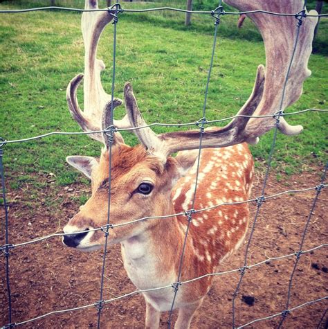 Admission to top 5 chicago attractions to your lists. Weald Country Park & Deer Park - London