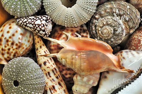 Tropical Shells Photograph By Kaye Menner Fine Art America