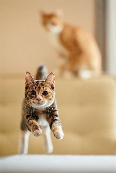 Zsazsabellagio Cat Jumping Toward Camera By Akimasa Harada On Getty