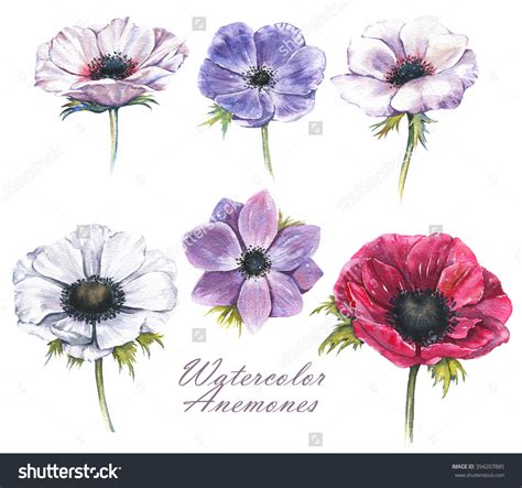 Anemone Flower Drawing At Getdrawings Free Download