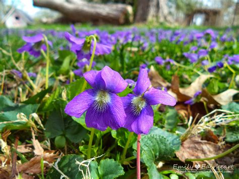 Small flowers that look like tulips. Beautiful Tulips, Wild Violets, and Daffodils - Pumpkin ...