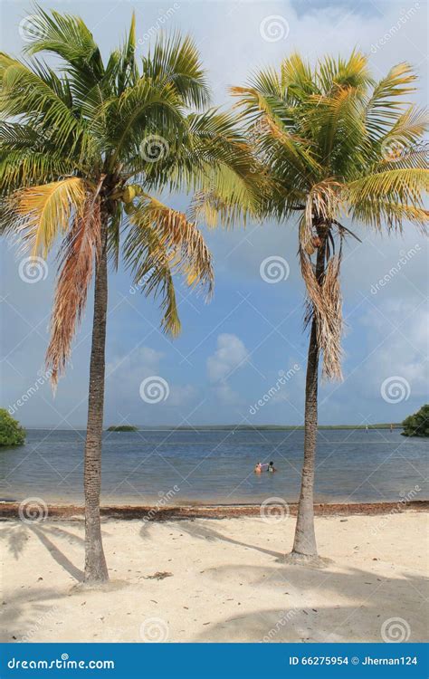 Palm Trees At The Beach Stock Photo Image Of Living 66275954