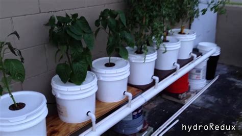 Hydroponic Batodutch Bucket System Update And How To Cool Water