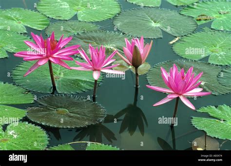 India Red Water Lily Red Pond Lily Nymphaea Rubra Water Plant