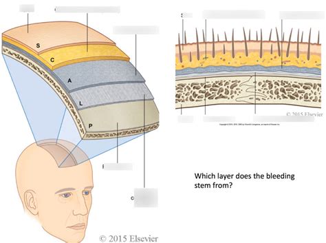 Layers Of The Scalp Diagram Quizlet