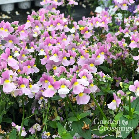 Maybe you would like to learn more about one of these? Sweet little blooms on this Aromance Pink Nemesia! This ...