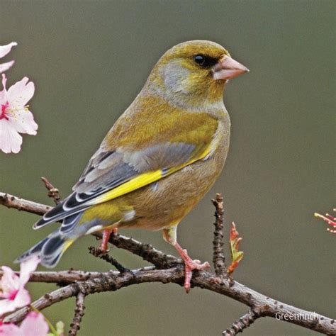 Wanted Young British Green Finch Hen Halesowen Walsall