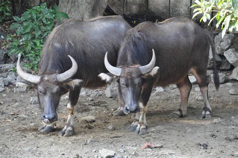 Carabao Bubalus Bubalis Carabanesis Zoochat