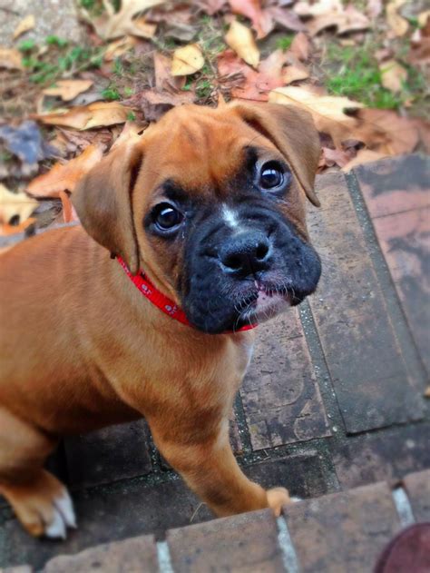 Our boxer puppies for sale come from either usda licensed commercial breeders or hobby breeders with no more than 5 breeding mothers. Boxer Puppies For Sale In Des Moines Iowa