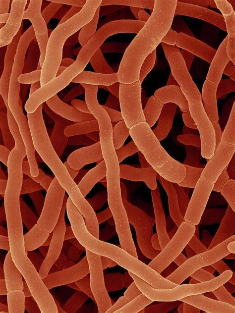 Filamentous Bacterium Streptomyces Rimosus Photograph By Dennis