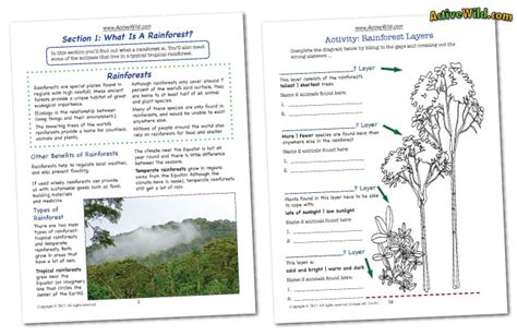 The worksheet is an assortment of 4 intriguing pursuits that will enhance your kid's knowledge and abilities. Rainforest Worksheets: Printable PDF Factsheets Download