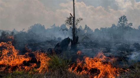 Kebakaran Hutan Di Gunung Lawu Sekitar 50 Pendaki Masih Berada Di