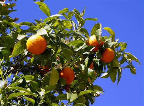 La pianta di timo era molto apprezzata anche nell'antichità dai greci, infatti il suo nome in greco significa forza e coraggio, virtù che si riteneva potessero acquisire chi odorava il suo intenso pro. Immagini Belle : albero, ramo, frutta, fiore, cibo ...