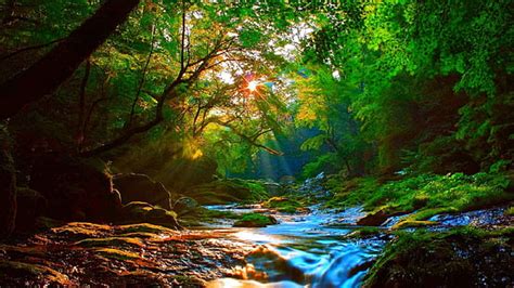 Hd Wallpaper Green Pine Forest River Rock Beautiful Nature Hd