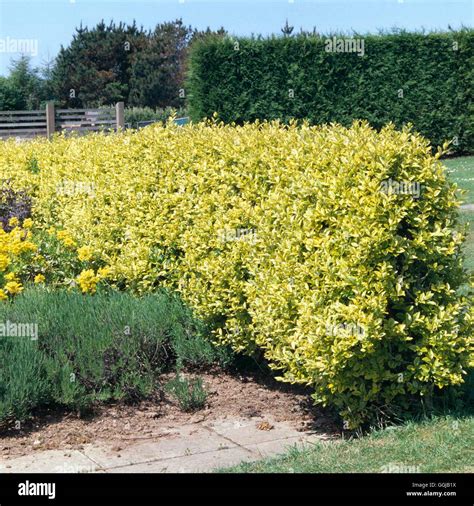 Hedge Of Ligustrum Ovalifolium Aureum Agm Golden Privet