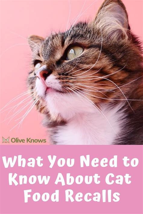 Looking for the best dry cat food brands for your little munchkin? What You Need to Know About Cat Food Recalls | OliveKnows ...