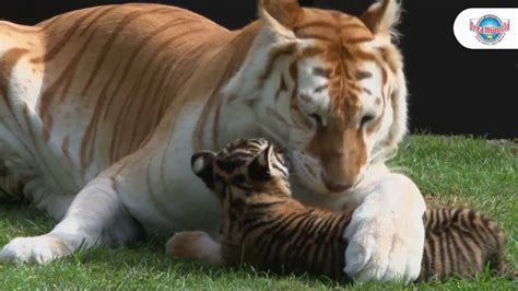 Cost of a pet tiger ✅. Tiger Cubs Meet Sita - YouTube
