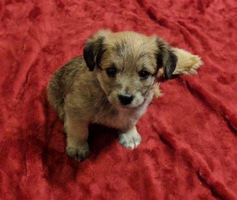 White champion sire/dam puppies available! Yorkie Poo Puppies For Sale In Pa - Pets Lovers