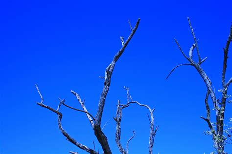 Dry Branches Against Blue Sky Free Stock Photo Public Domain Pictures
